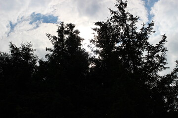 Sun in the woods, sund, Norway