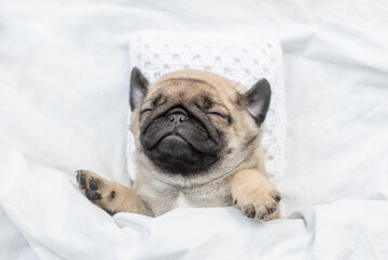 Pug puppy sleeps on his back under white blanket at home. Top down view