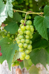 White grapes in the strain