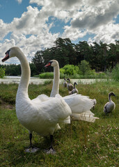 Bird family on coast.