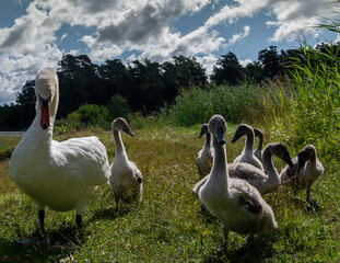 Obraz premium Bird family on coast.