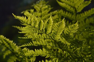 fern leaves at sunset