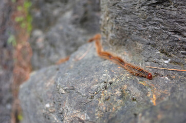 Processionary caterpillar brown furry on grey rock in spring in Himalayas mountains, Nepal. Close-up macro with soft focus