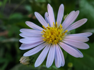 Fototapeta premium A selective focus macro close up multi colored vibrant image of a flower with variety of colors