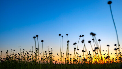 Many silhouettes of grass flowers on a blurred  sunset background.Colorful of nature in the evening.Space for text,Relaxing concept.