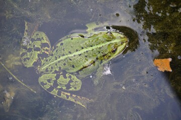 Green frog sits in a swamp
