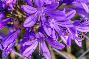 Fototapeta premium Allium polyanthum violet onions. Close-up macro view of the blooming onion with green blurred background. High quality photo