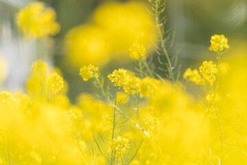 Obraz premium 菜の花と太陽の光