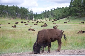 Bison Herd