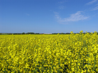 Obraz premium Blühendes Rapsfeld bei Klitmøller, Landwirtschaft, Nordseeküste, Jütland, Dänemark, Europa -- Blooming rape field near Klitmøller, agriculture, North Sea coast, Jutland, Denmark, Europe 