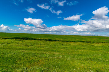 Alluvial land of the dollar in front of the dike on the North Sea in summer with a blue sky