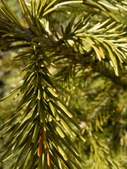pine tree branches