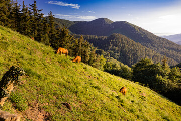 Trecking por montes de Andoain del Pais Vasco al atardecer