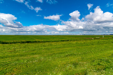 Alluvial land of the dollar in front of the dike on the North Sea in summer with a blue sky