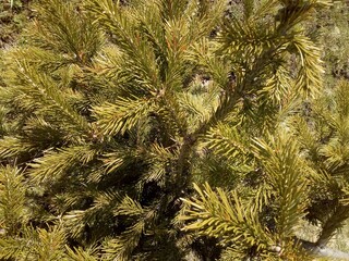 christmas tree branches