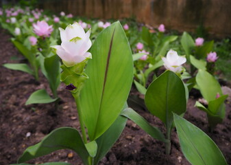 pink and white flowers in garden. fresh nature 