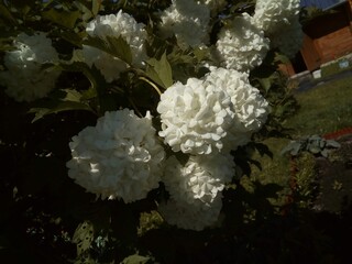 white flowers in the garden