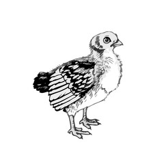 Vector graphics little chicken.Chicken illustration of a graphic insert engraved in vintage style. illustration for farms and production, eco-product, natural. Label for the chicken of this product.