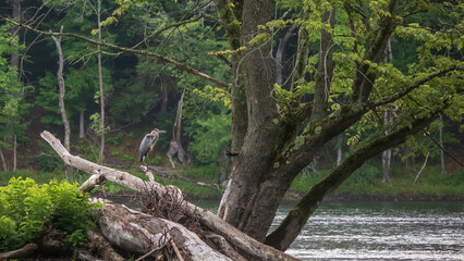 Great blue heron looking downriver