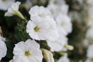 flor blanca forma de campana 