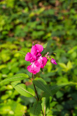 Obraz premium Dutch open air museum, Arnhem