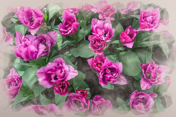 Watercolor painting effect of top view of many purple tulips with green leaves. Beautiful flowers background, texture. View from above. Nature bouquet from purple tulips for use as background.