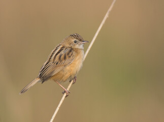 A small wild bird on the branch of a tree at grassland .