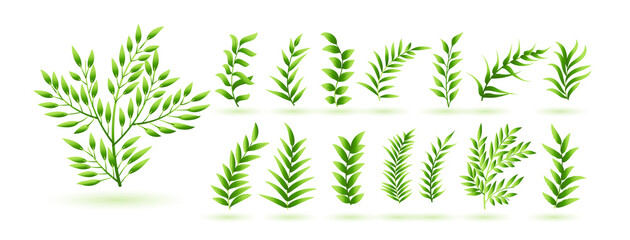natural green herb leaves botanical collection design