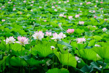 Delicate vivid pink and white water lily flowers (Nymphaeaceae) in full bloom and green leaves on a water surface in a summer garden, beautiful outdoor floral background photographed with soft focus.