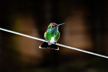 Hummingbird - CITY (Palmares, Pernambuco - Brasil)