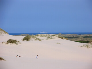 Wanderduene (Råbjerg Mile) im Norden Dänemarks
