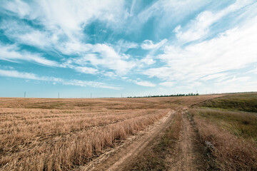 Fototapeta premium rural landscape with a road