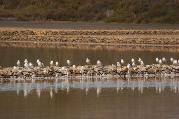 Gaviotas en las Salinas del Rasall, en el Parque Regional de Calblanque. Cartagena, Murcia, España.