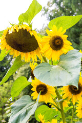 Zonnebloemen
