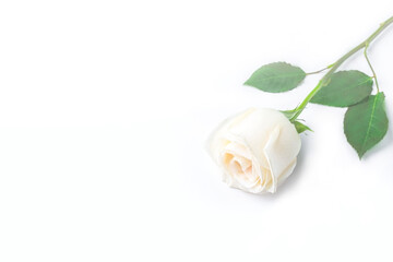 Spring flowers composition. One white rose flower on white background. Romantic concept. Valentines, womens, mothers day or wedding concept. Flat lay, top view, copy space, backlight