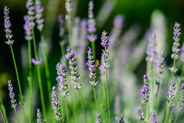 Many small blue lavender flowers in a sunny summer day in Scotland, United Kingdom, with selective focus, beautiful outdoor floral background.