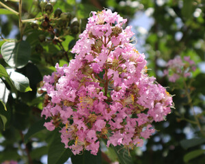Pink Lilac Flowers