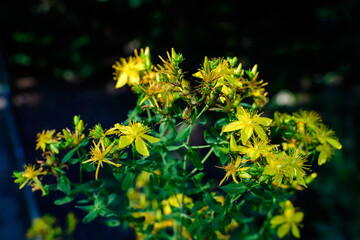 Obraz premium Many delicate yellow flowers of Hypericum perforatum plant, commonly known as.perforate or common St John's wort, in a garden in a sunny spring day