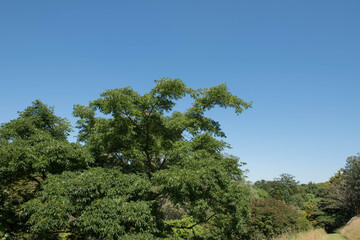 Obraz premium Green Foliage of a Japanese Cork Tree (Phellodendron japonicum) with a Bright Blue Sky Background Growing in a Garden in Rural Devon, England, UK