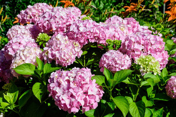 Magenta pink hydrangea macrophylla or hortensia shrub in full bloom in a flower pot, with fresh green leaves in the background, in a garden in a sunny summer day.