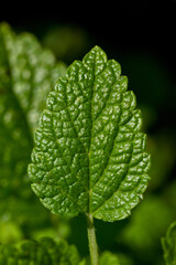 Closeup on mint leaf in nature © Foton