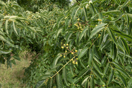Green Foliage of a Japanese Cork Tree (Phellodendron japonicum) with a Bright Blue Sky Background Growing in a Garden in Rural Devon, England, UK