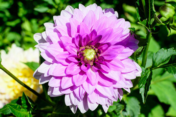 Obraz premium Close up of one beautiful large vivid pink magenta dahlia flower in full bloom on blurred green background, photographed with soft focus in a garden in a sunny summer day.