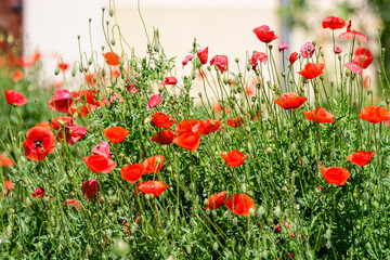 Obraz na płótnie Canvas Close up of many red poppy flowers and blurred green leaves in a British cottage style garden in a sunny summer day, beautiful outdoor floral background photographed with soft focus.