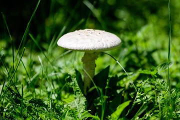 Close up of one white Agaricus mushroom and blurred green grass in a forest, in a sunny summer day.
