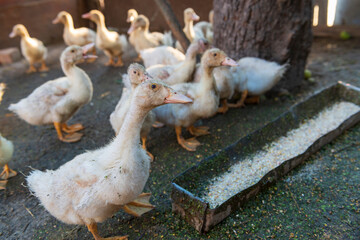 Funny goslings on the farm.