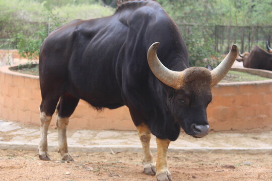 Indian gaur or Bison is the largest and the tallest in the family of wild cattle and is a grazing animal.