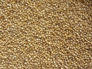Yellowish white color raw whole Sorghum millet or Jowar