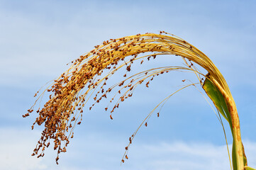Fototapeta premium millet (Sorghum bicolor)