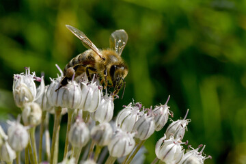 Closeup on a flower with bee flying over
